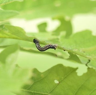 Picture of a cankerworm