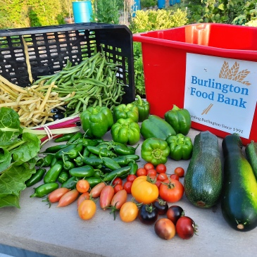 Harvest for Burlington Food Bank